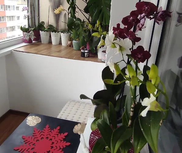 Διαμέρισμα Noua Μπρασόβ